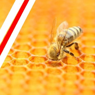 Логотип @shadrininvest - Разумный инвестор