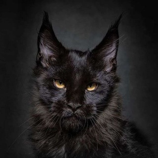 Логотип @shamalams - 𝚂𝚑𝚊𝚖𝚊 𝙻𝚊𝚖𝚊シ