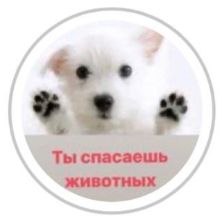 Логотип @shans_novoch - Группа помощи животным «ШАНС»