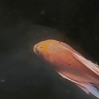 Логотип @shaolin60 - Философия кунг-фу | Русский Шаолинь 60 | Цигун Каждый день