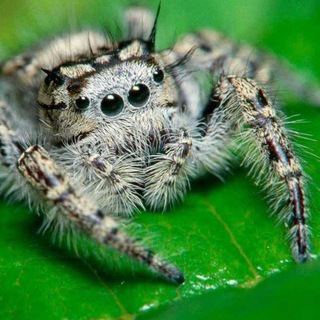 Логотип @shapespider - ShapeSpider