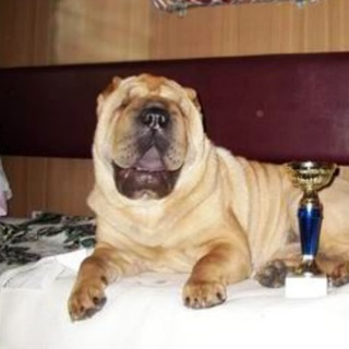 Логотип @shar_pej - Шарпей. Питомник Шат Шьюн, РКФ, Москва