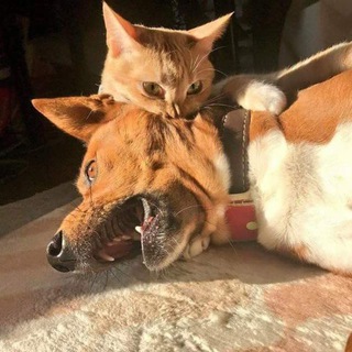 Логотип @sharkasm1 - Мильон сарказмов