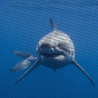 Логотип @sharkmyz - 𝐒𝐇𝐀𝐑𝐊𝐌𝐘𝐙 🦈