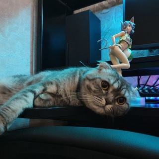 Логотип @sharkunchik - Sharkunchik Everyday 🐱