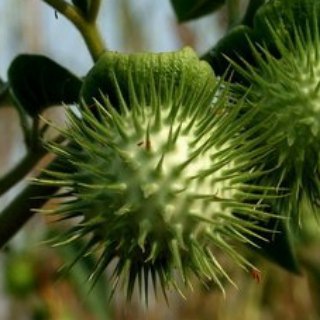 Логотип @sharp_spike - Колючка