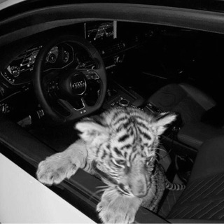 Логотип @shauchka2 - music.shauchka 🐆🖤