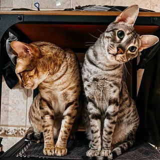 Логотип @shedevry_chat - Фотошкола Булавиной_Chat