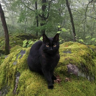 Логотип @shekalada4ki - Планета котов