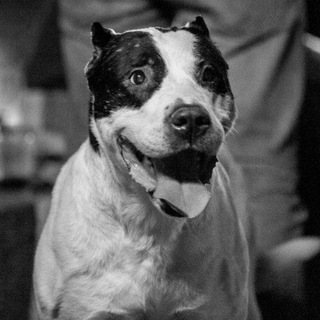 Логотип @shelter_animals_grandovskay - shelter_animals_grandovskay