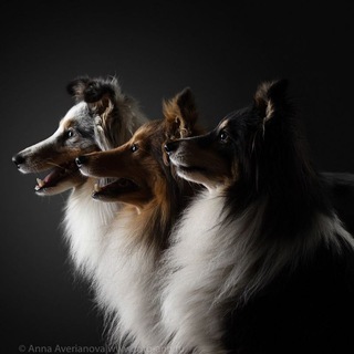 Логотип @shelti3 - 3shelti