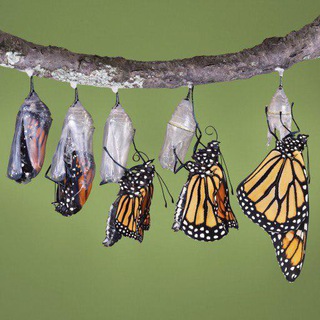 Логотип @shenakhtezehn - تکنسین ذهن خود باشیم