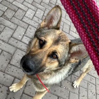 Логотип @shepherd_farya - Farya the Shepherd