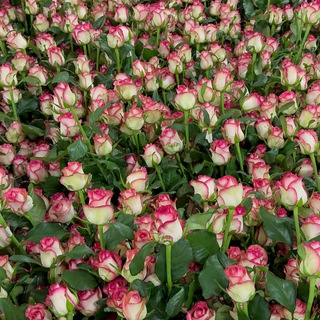 Логотип @sherlaru - Sherlar