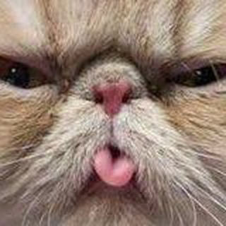 Логотип @sherts_meow_x10 - Мохнатый движ 🐱 Коты 🐶 Собаки