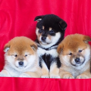 Логотип @shiba_tadaima_kennel - Питомник сиба ТАДАИМА/ щенки сиба