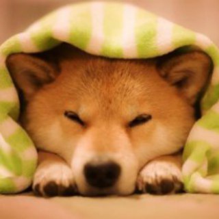 Логотип @shibainueveryday - Сиба-ину на каждый день