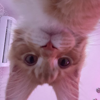 Логотип @shimaruq - шимра