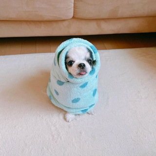 Логотип @shimei_cos - Шимэй снова что-то шьет..