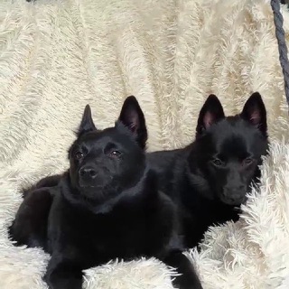 Логотип @shipperkedarkline - Шипперка +овчарка=♾️🤍