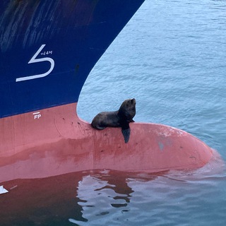 Логотип @shiptosea - Суда-моря