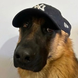 Логотип @shirpotrebnadzor - Бизае