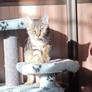 Логотип @shishylya03 - Шишуля (котёнок Шишки)