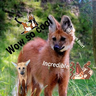 Логотип @shispop - A Maned Meme Wolf Channel