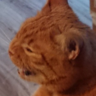 Логотип @shit_of_the_abyss - The $!$? Club