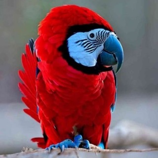 Логотип @shitchanneltg - ShitChannel