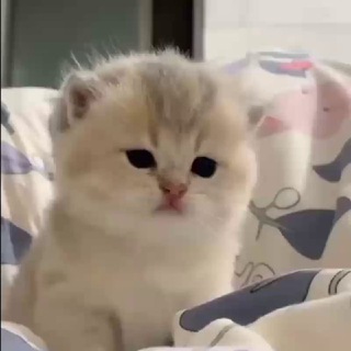 Логотип @shitpostdaze - дейз FLIP DAO