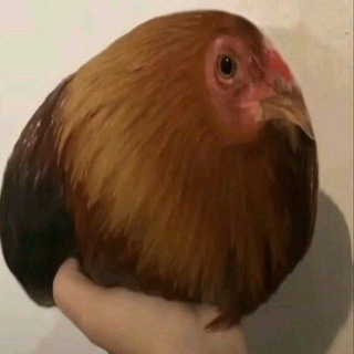 Логотип @shitpostingtg - shitposting