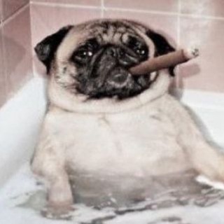 Логотип @shitpstng - .raidyhd