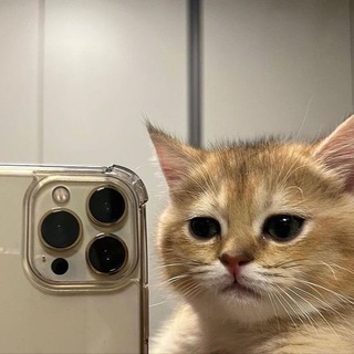 Логотип @shizds - шиз