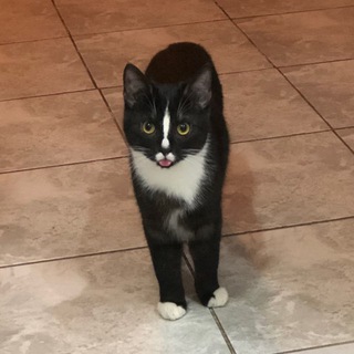 Логотип @shkawshik_tain - лю