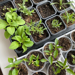 Логотип @shkolaogoroda - Школа огорода 🌿