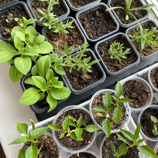 Логотип @shkolaogoroda_chat - Школа огорода 🌿 чат