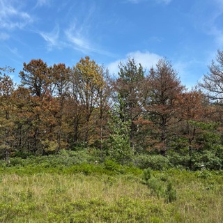 Логотип @shlomoyitz - @sacredfirecollective