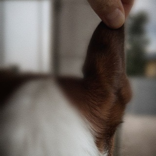 Логотип @shlwd - ДеревоИнтригиРасследования