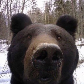 Логотип @shmekx - Мискам вееним