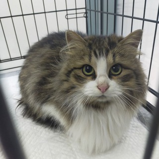 Логотип @shnurokkkk_and_helporange - Shnurokkkk_and_helporange