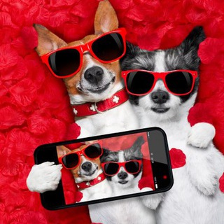 Логотип @shockconntent - Шок контетнт