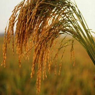 Логотип @sholikorlar - Sholikorlar