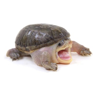 Логотип @shooshposting - Shooshposting