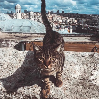 Логотип @shotamvstambule - Шо там в Стамбуле?