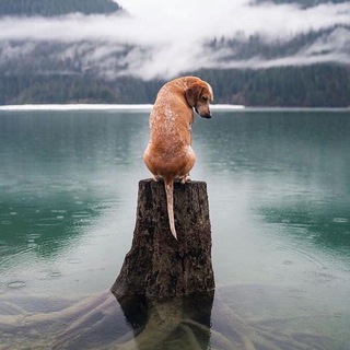 Логотип @shoubiznesmp3 - Sayohat N1