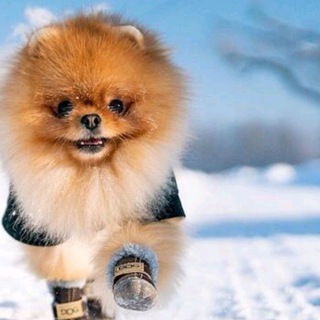 Логотип @shpitsboutique - 🐾Щенки померанского Шпица🐾❤