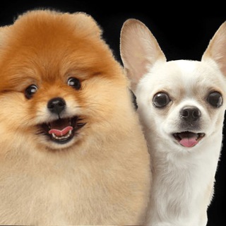 Логотип @shpitsyichikhuakhua - Шпицы и чихуахуа продажа