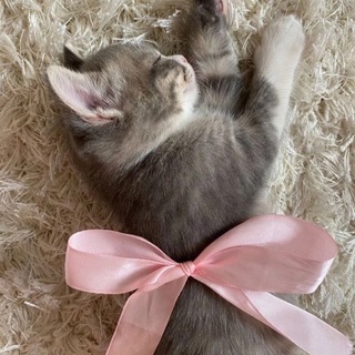 Логотип @shqqk - shhq)