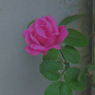 Логотип @shrif_log - SHARIF AND SINGLE LOG 🥺